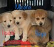 cane_cani_cagnolini_p&f