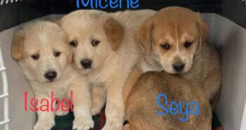 Sei nuovi cuccioli entrati al Rifugio di Pasqualina. Cercano tutti adozione