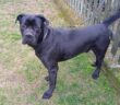 cane_corso_sabina_anna_linda