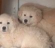 cane_cuccioli_alessandra_di_bella