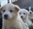 cane_cuccioli_p&f