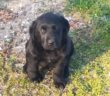 cane_labrador_gianluca_de_santis