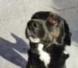 cane_nerone_fiamignao_p&f