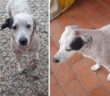 cane_simona_quattro_Strade