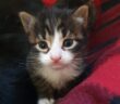 gatti_gattini_anna_linda_marianna