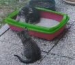 gatti_gattini_piani_poggio_fidoni