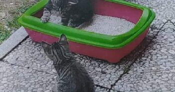 Due gattini smarriti a Piani Poggi Fidoni