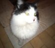 gatto_alessandra_pezzotti