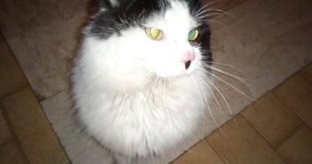 Gatto comparso improvvisamente in un condominio. Si cercano informazioni su di lui