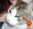 gatto_leo_emanuela_cardone