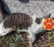 gatto_tiziana_nobili_salto_cicolana_morto_femmina