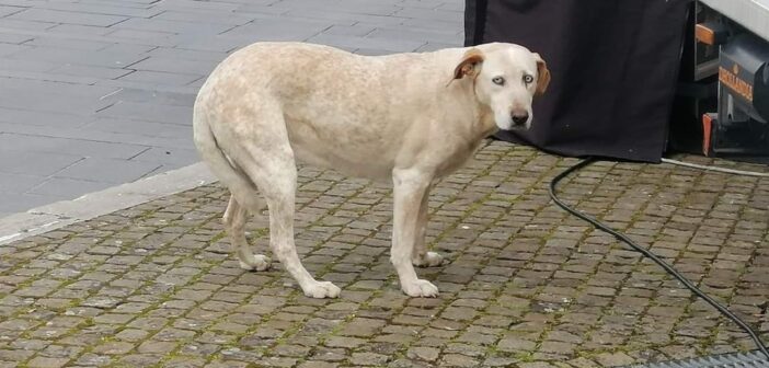 Cane in strada a Rieti