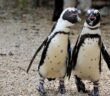 bioparco_roma_pinguino_del_capo
