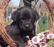 cane_Cagnolina_sara_cervelli
