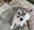 cane_Cagnolino_cucciolo_bob