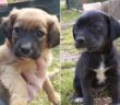 cane_Cani_cucciole_saveria_fagiolo