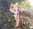 cane_cagnolina_vanessa_guadagnoli_collalto_sabino