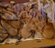 cane_cani_cuccioli_asabina_raffy_anna_linda