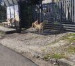 cane_cani_spinacceto_greccio
