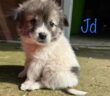 cane_jd