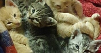 Gattini trovati a Rieti con il cordone ombelicale attaccato
