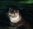Common otter, Bialowieza National Park, Poland