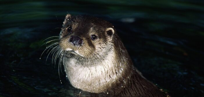 La Lontra, signora dei fiumi, è tornata dopo decenni in Friuli, Veneto, Alto Adige, Liguria e Lombardia