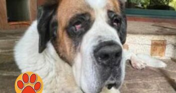 Nubifragio a Rieti, smarrita Schachi da Lisciano