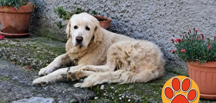 Polizia Locale trova a San Giovanni Reatino cane a catena senza microchip