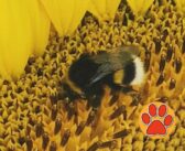 3Bee lancia la prima Oasi della Biodiversità ad Amatrice: 3 milioni di impollinatori nutriti e 100 alberi nettariferi che assorbiranno CO2