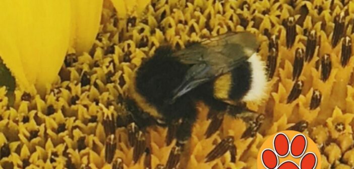 3Bee lancia la prima Oasi della Biodiversità ad Amatrice: 3 milioni di impollinatori nutriti e 100 alberi nettariferi che assorbiranno CO2