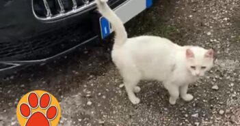 Gatta bianca randagia a Villa Reatina. Si cerca stallo e adozione