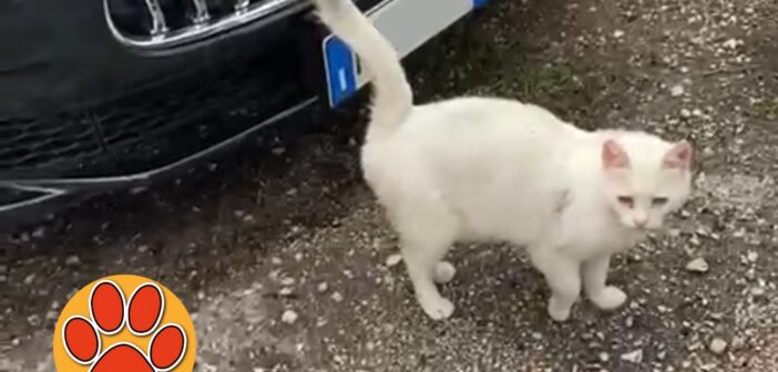 Gatta bianca randagia a Villa Reatina. Si cerca stallo e adozione