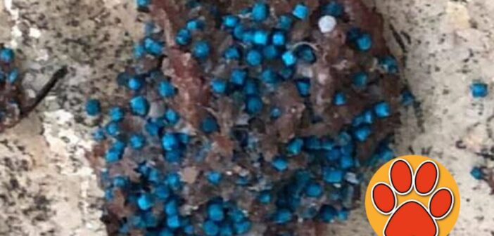 Bocconi avvelanti e polpette con puntine lungo Fiume Velino e nel quartiere Madonna del Cuore a Rieti