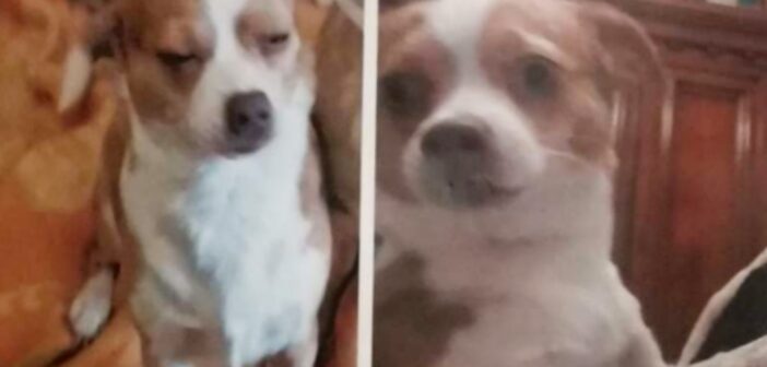 Smarrita la Chihuahua Minnie. Aiutiamola