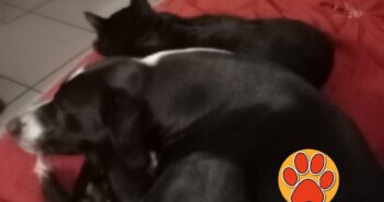 Non bisogna segnalare Lilla e Nerino (in foto). Hanno famiglia
