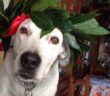 cane_Cagnolino_benito_canesoccorso_rieti_giuseppe_manelfi