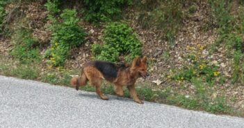 Segnalato cane tra la diga del Lago del Turano ed il bivio per Poggio Moiano. E’ ancora vagante?