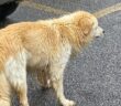 cane_cagnolone_fuori_dazio_pasqualinha