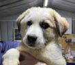 cane_cucciolone_p&f
