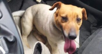 Jack Russell in strada. Trovato sulla Civitellese