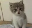 gattina_sebastiano