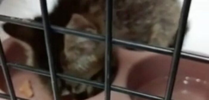 Trovato e salvato gattino terrorizzato
