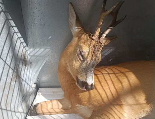 VIDEO – Liberato il Capriolo ricoverato al Parco Faunistico Piano dell’Abatino, soccorso e curato dopo un trauma cranico