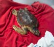 caretta_Caretta_regione_lazio_2