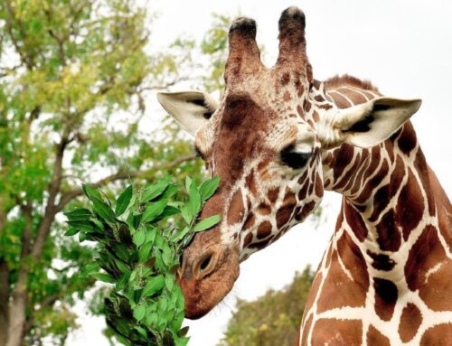 Dal 25 ottobre al via “Bioparco per il Pianeta – One Health Experience”, il progetto promosso con la Regione Lazio per raccontare il legame tra salute umana, biodiversità e ambiente