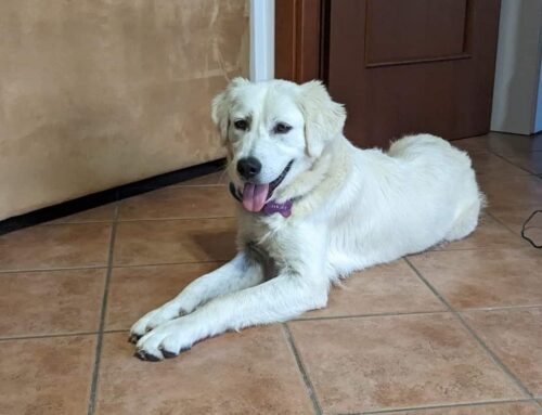 Ginger ha trovato casa. Evviva