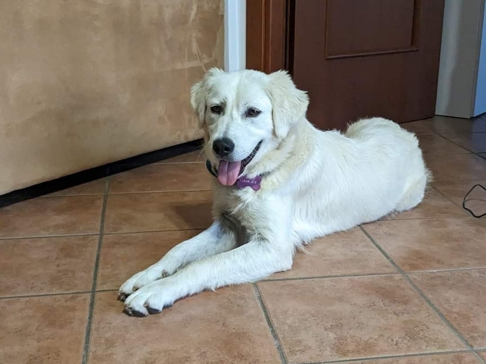 cane_ginger_adottato