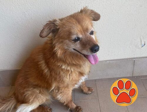 Il cagnolino di Micioccoli è tornato a casa grazie al microchip