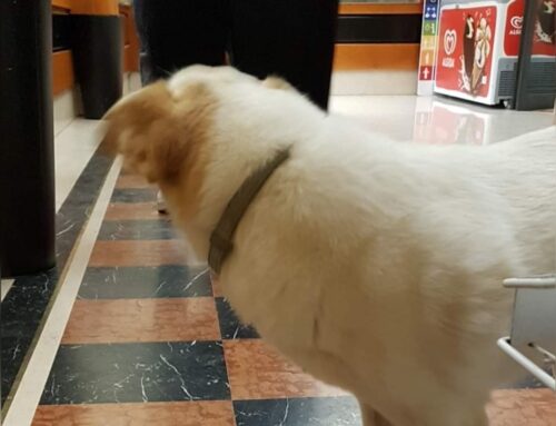 Cane vagante in piazza del Comune a Rieti